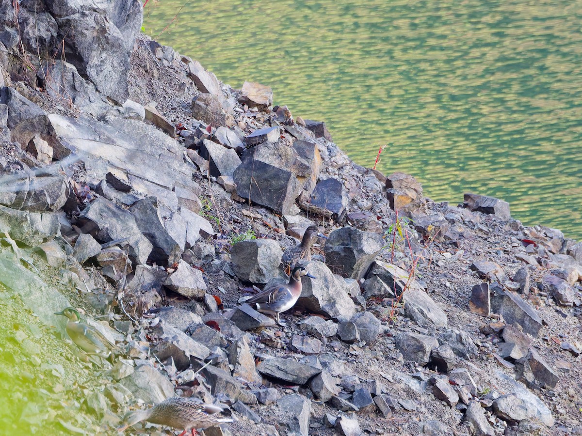 gulkinnand - ML645828276