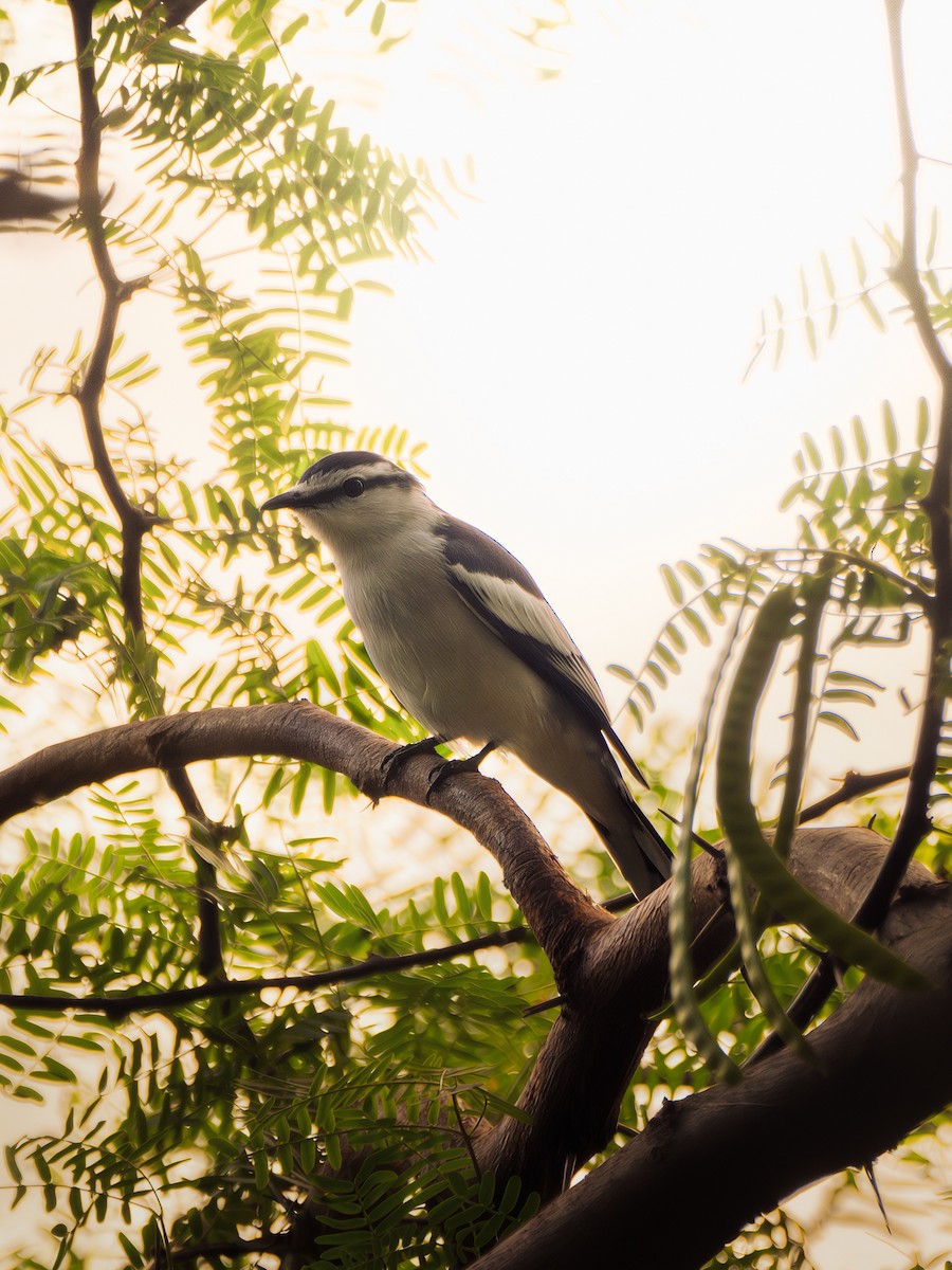 Pied Triller - ML645828279