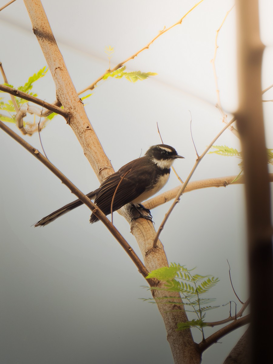 Philippine Pied-Fantail - ML645828281
