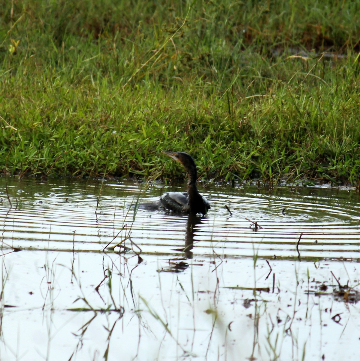 Cormoran de Vieillot - ML645828283
