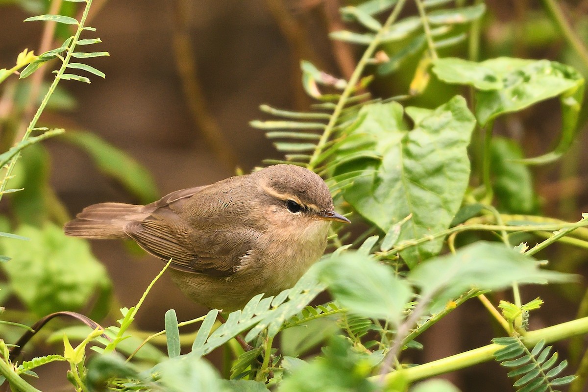עלווית כהה - ML645828284