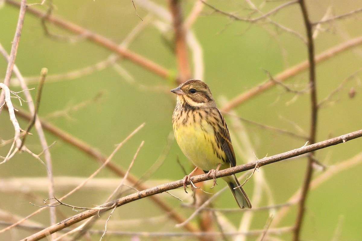 Black-faced Bunting - ML645828285