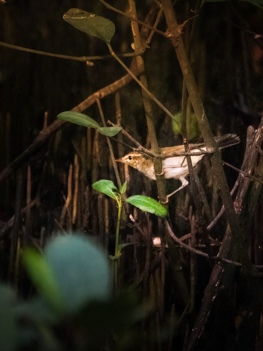 Arctic Warbler - ML645828286