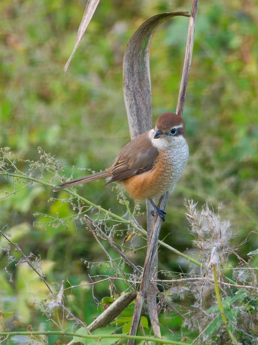 oksevarsler - ML645828288