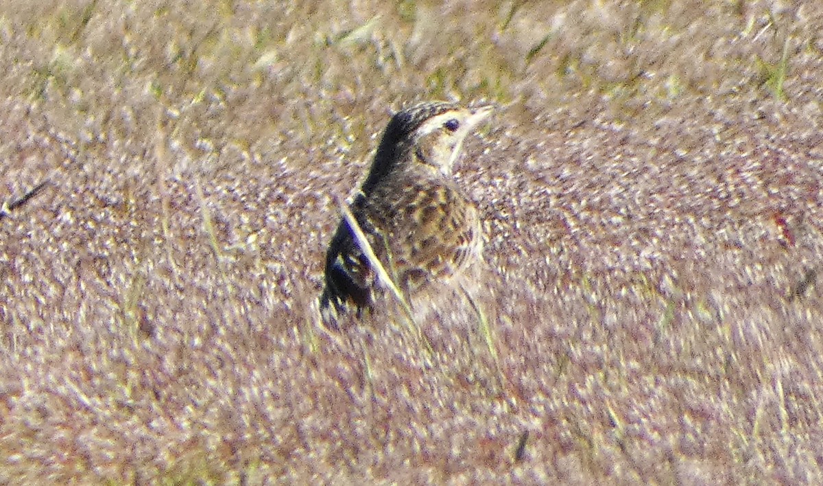Australian Pipit - ML645828290