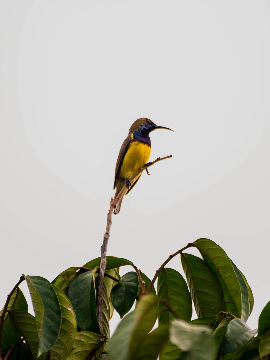 Garden Sunbird - ML645828291