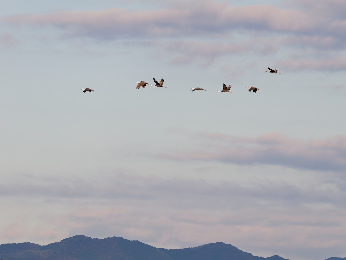 hvithodetrane - ML645828292