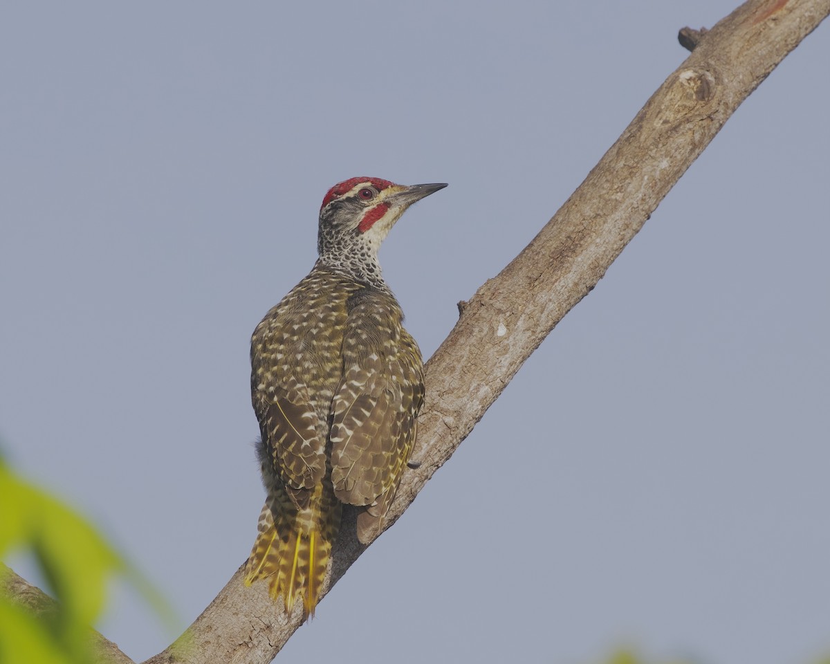 datel núbijský - ML645828293