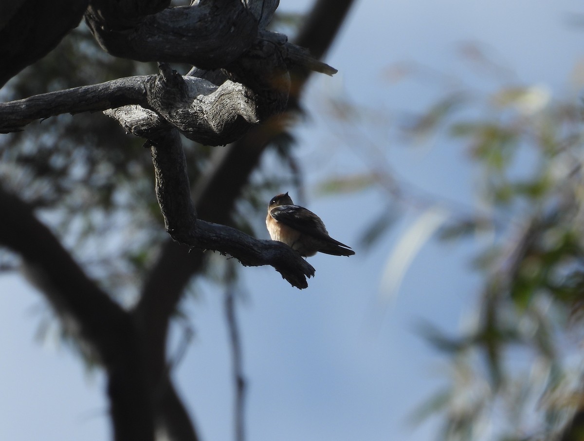 Tree Martin - ML645828297