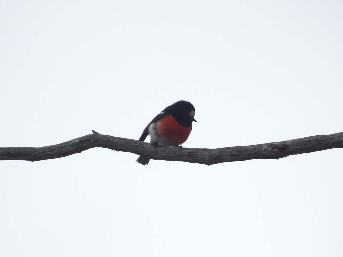 Scarlet Robin - ML645828306