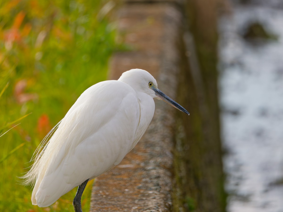 silkehegre - ML645828308