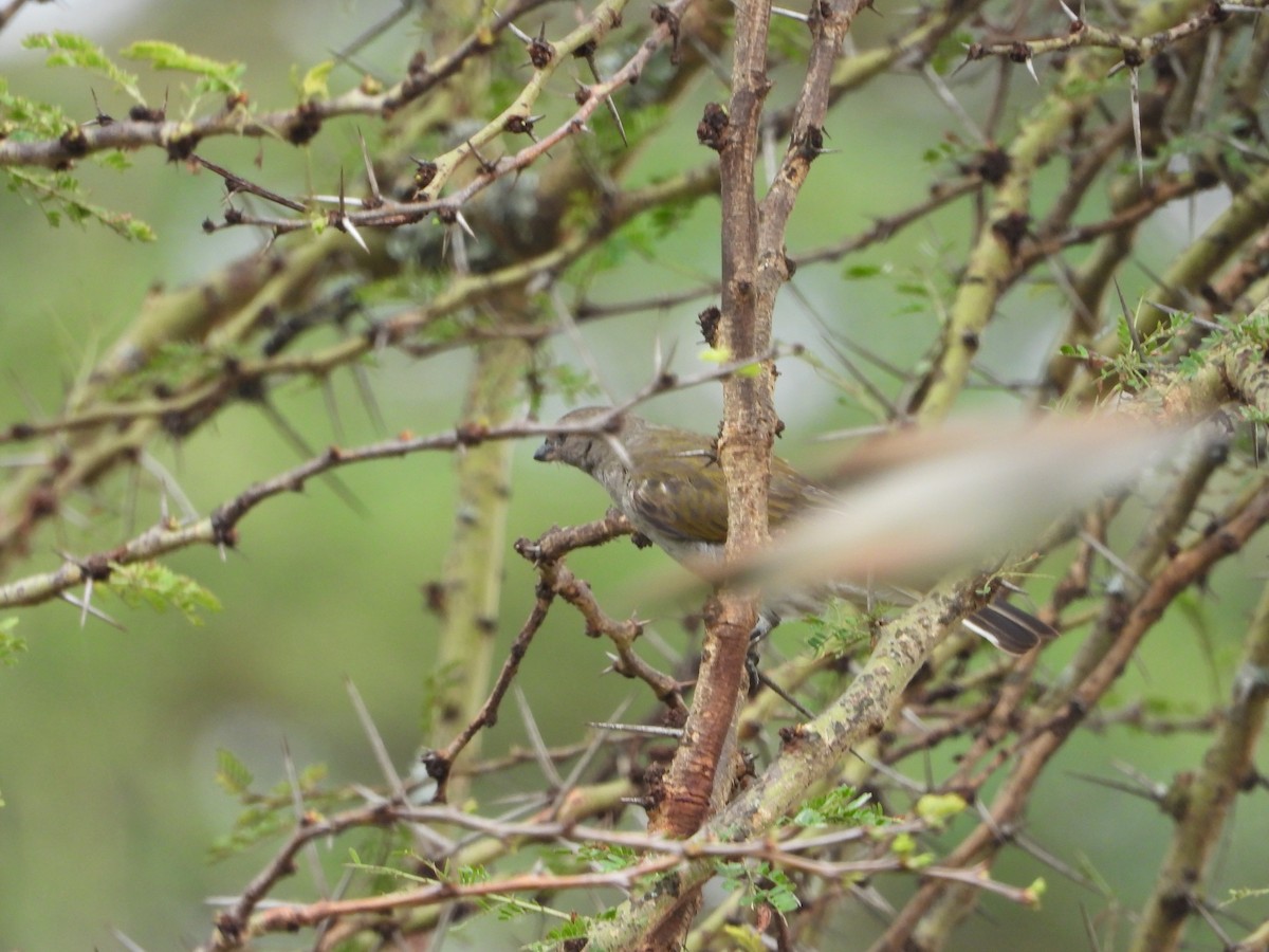 Scaly-throated Honeyguide - ML645828311
