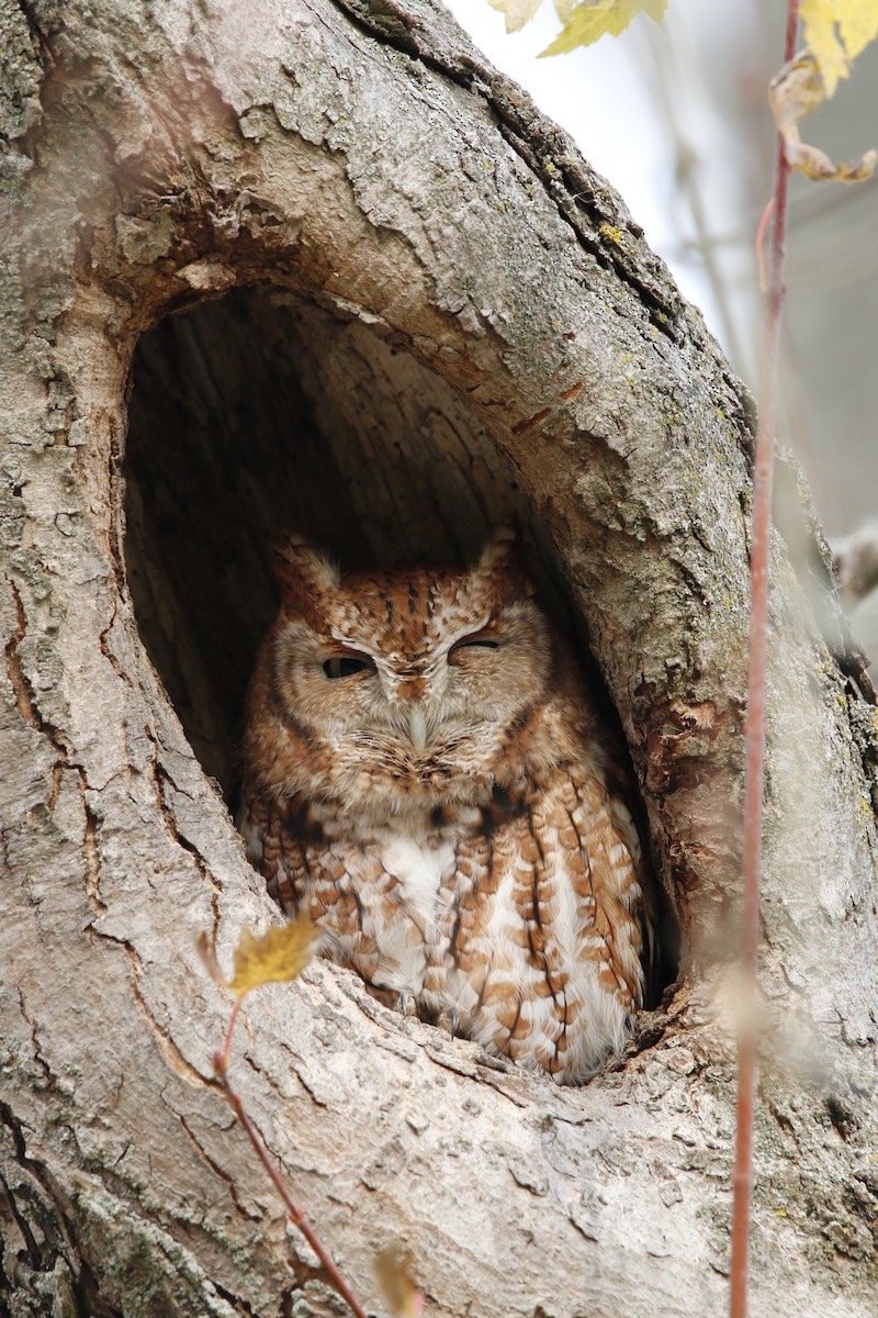 Eastern Screech-Owl - ML645828312