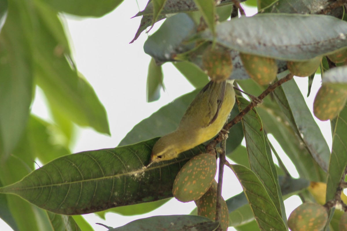 Tennessee Warbler - ML645828315