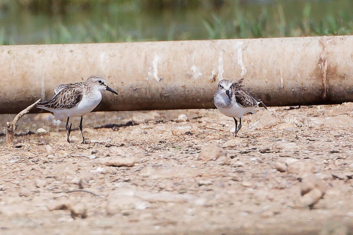 Little Stint - ML645828324