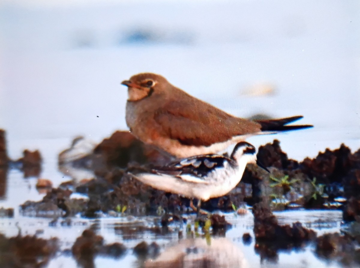 Oriental Pratincole - ML645828325