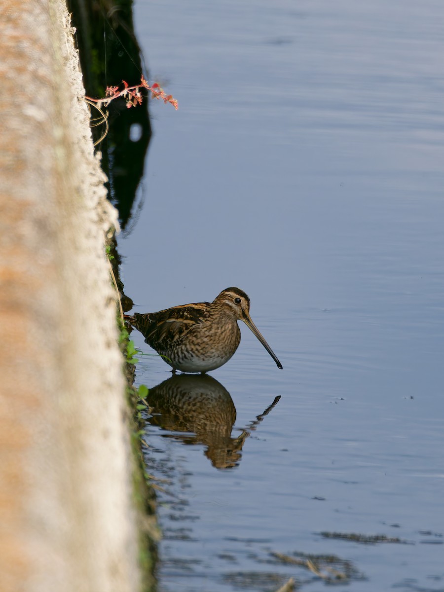 enkeltbekkasin - ML645828326