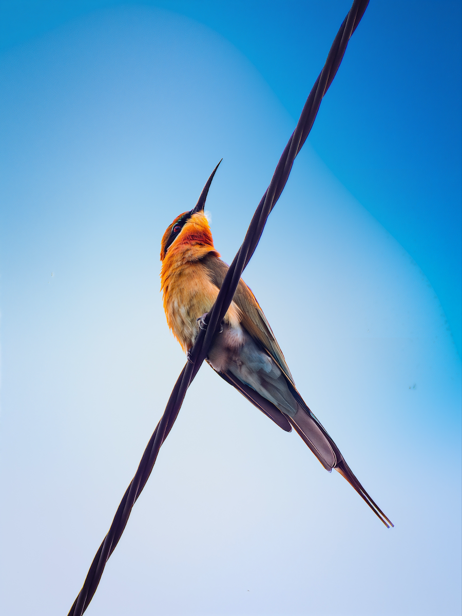 Blue-tailed Bee-eater - ML645828335
