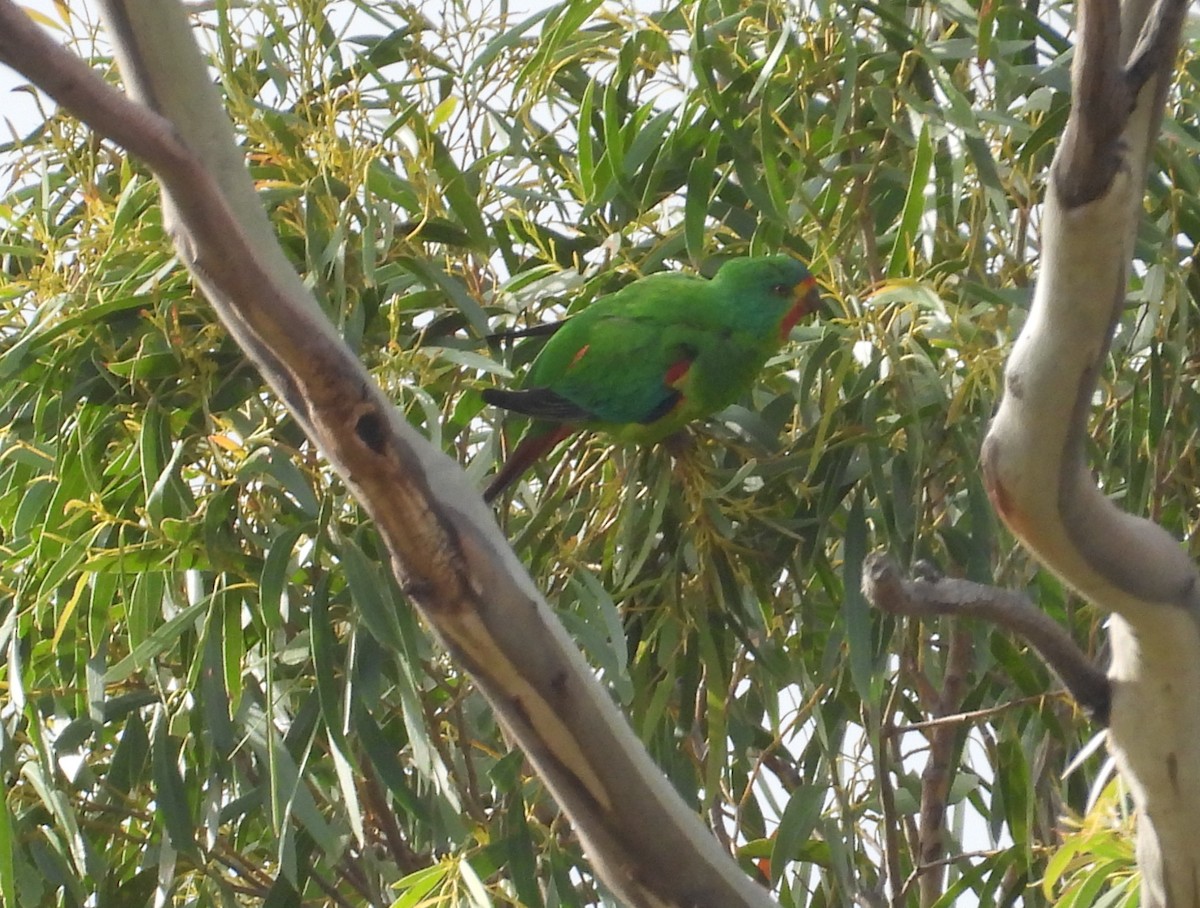 Swift Parrot - ML645828340