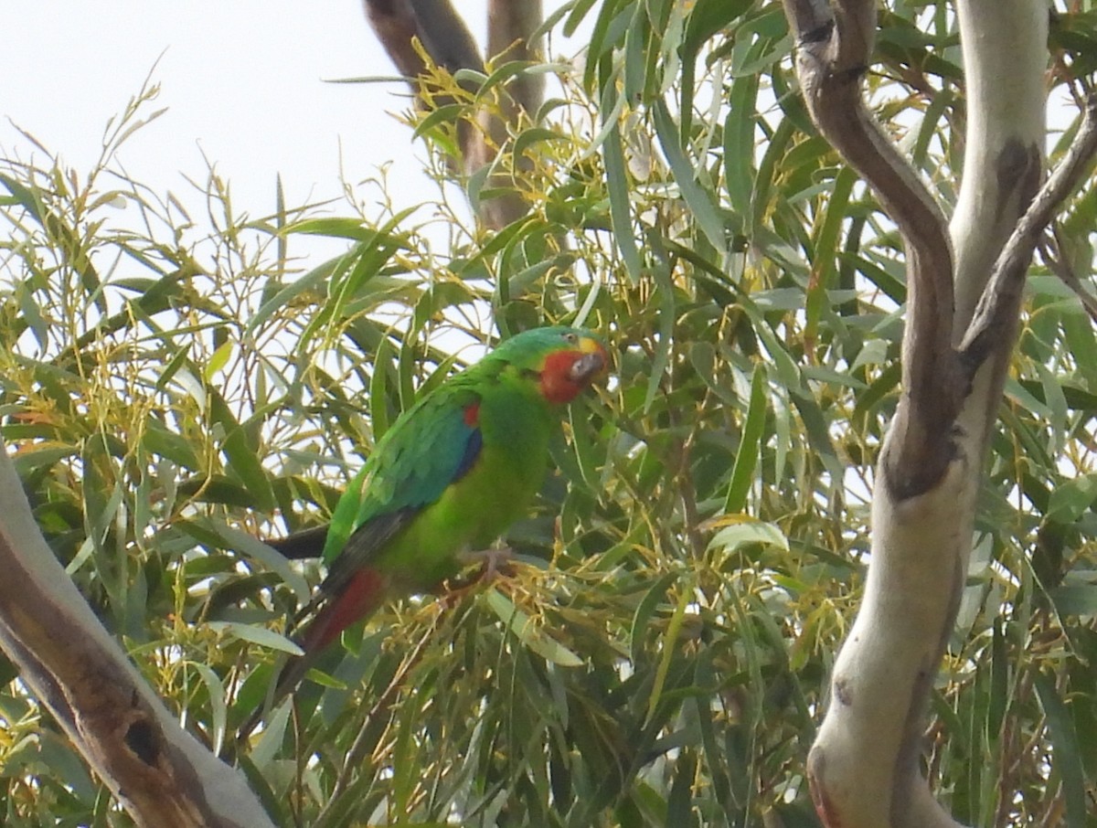 Swift Parrot - ML645828341