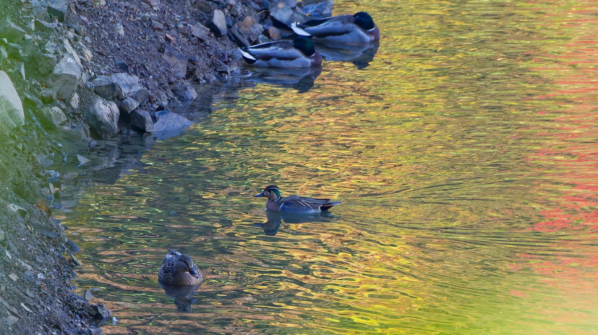 gulkinnand - ML645828347