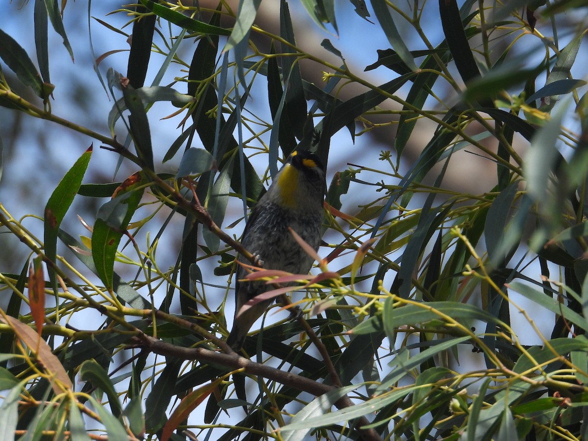 Striated Pardalote - ML645828352