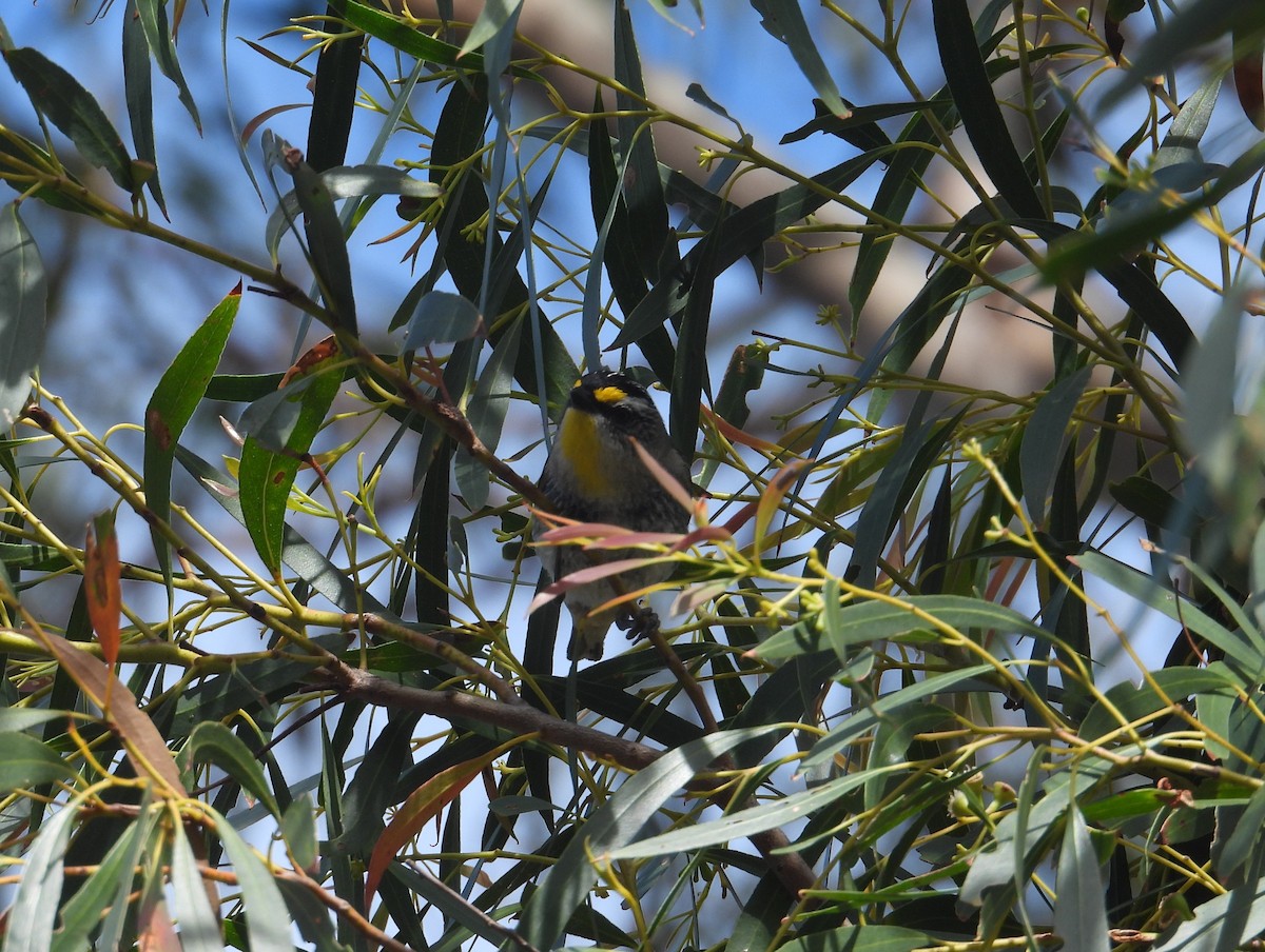 Striated Pardalote - ML645828353