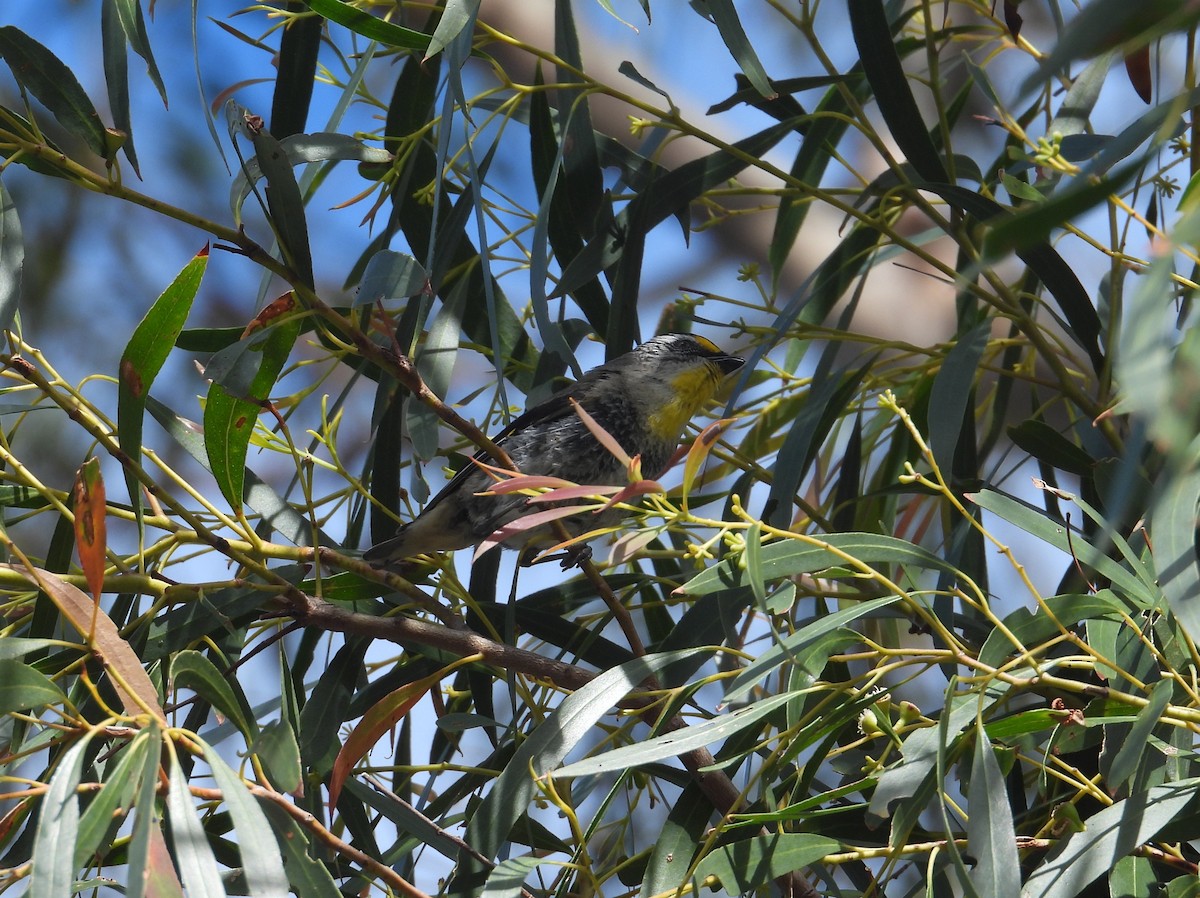 Striated Pardalote - ML645828354