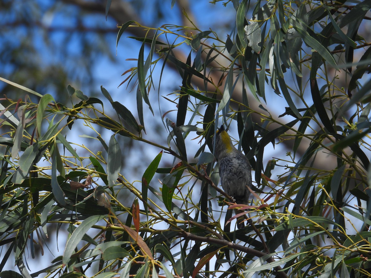 Striated Pardalote - ML645828355