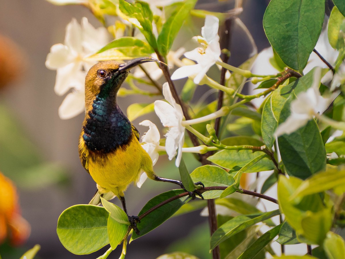 Garden Sunbird - ML645828361