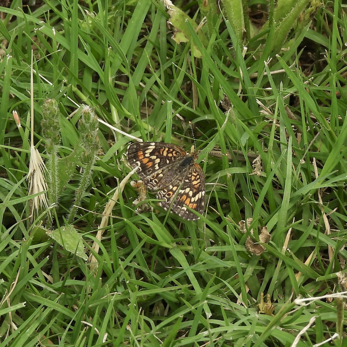 Phaon Crescent - ML645828375