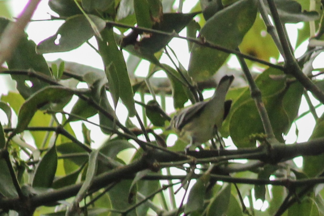 Cerulean Warbler - ML645828383