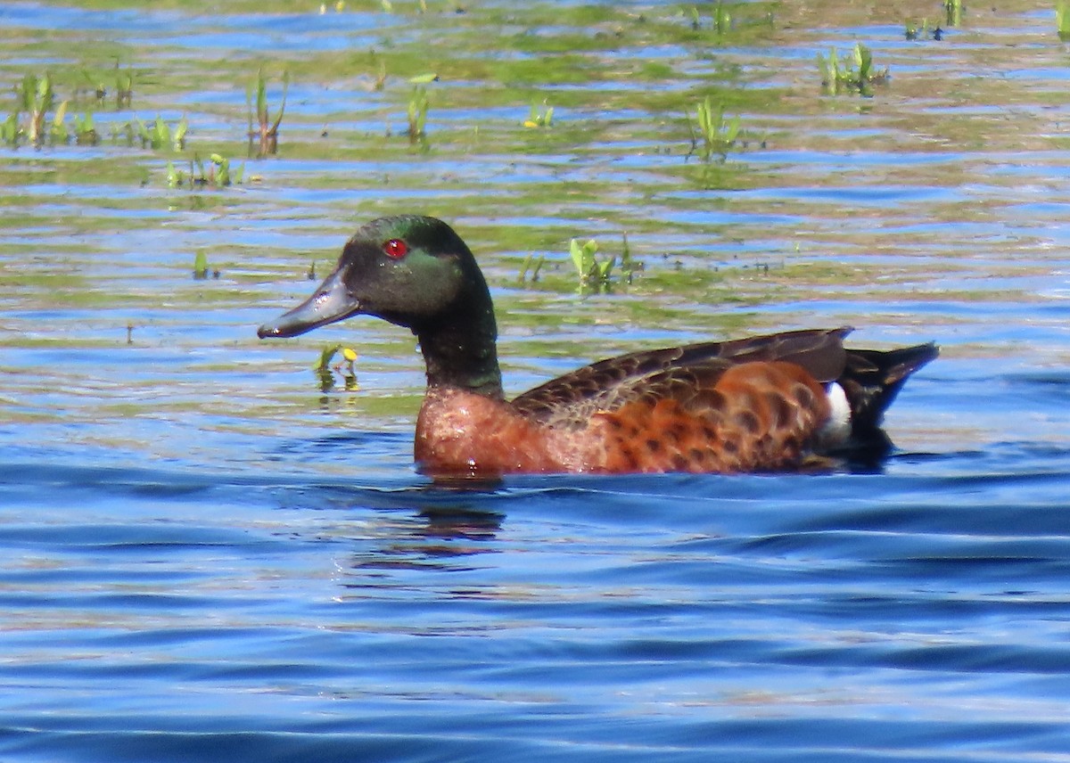 Chestnut Teal - ML645828384