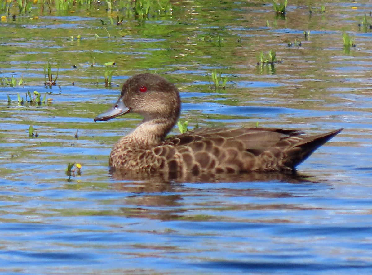Chestnut Teal - ML645828385