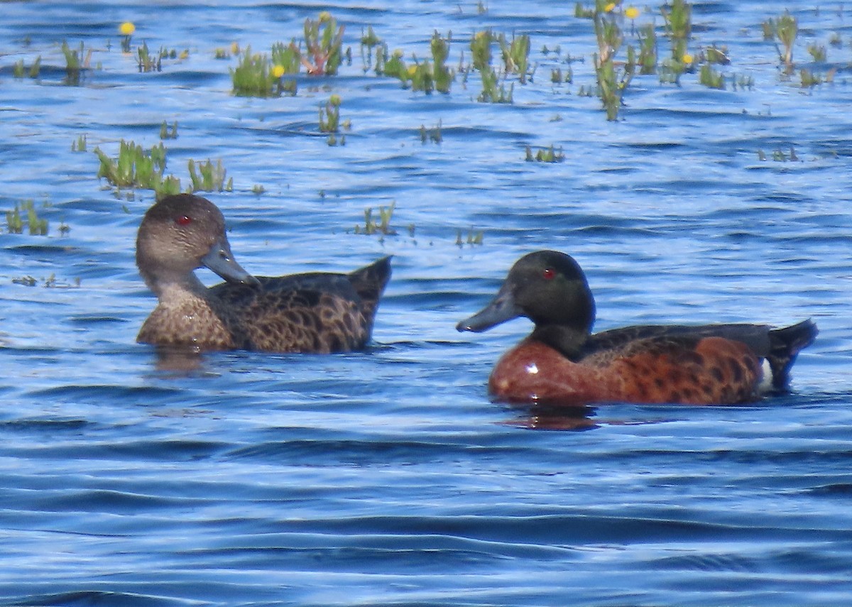 Chestnut Teal - ML645828386