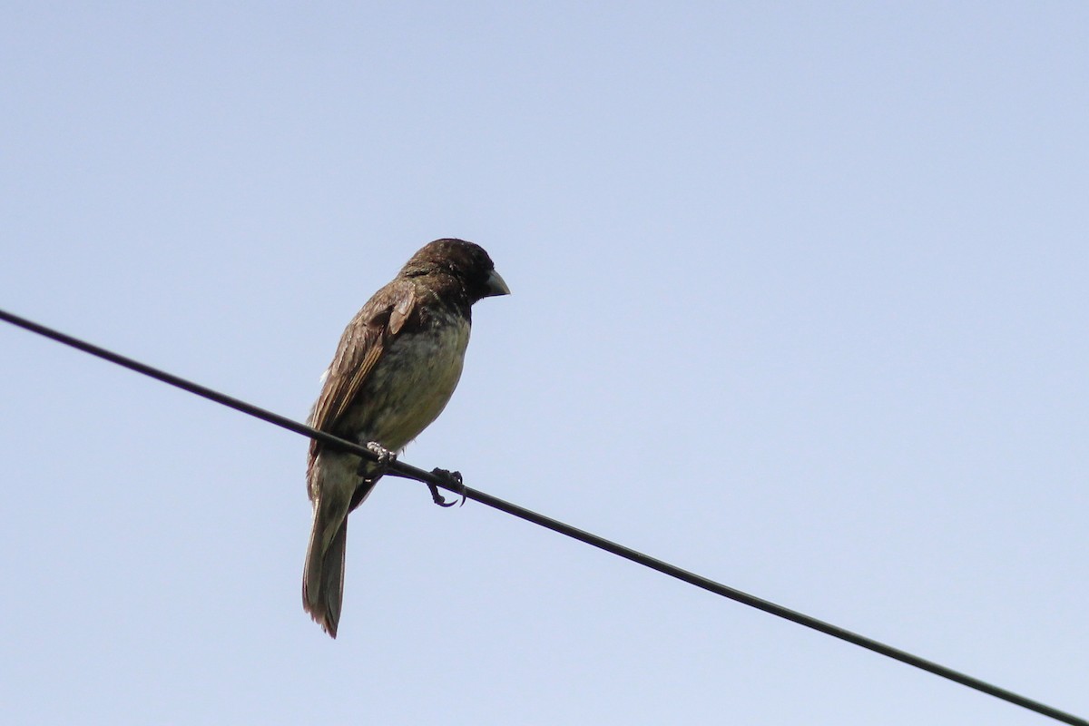 Yellow-bellied Seedeater - ML645828387
