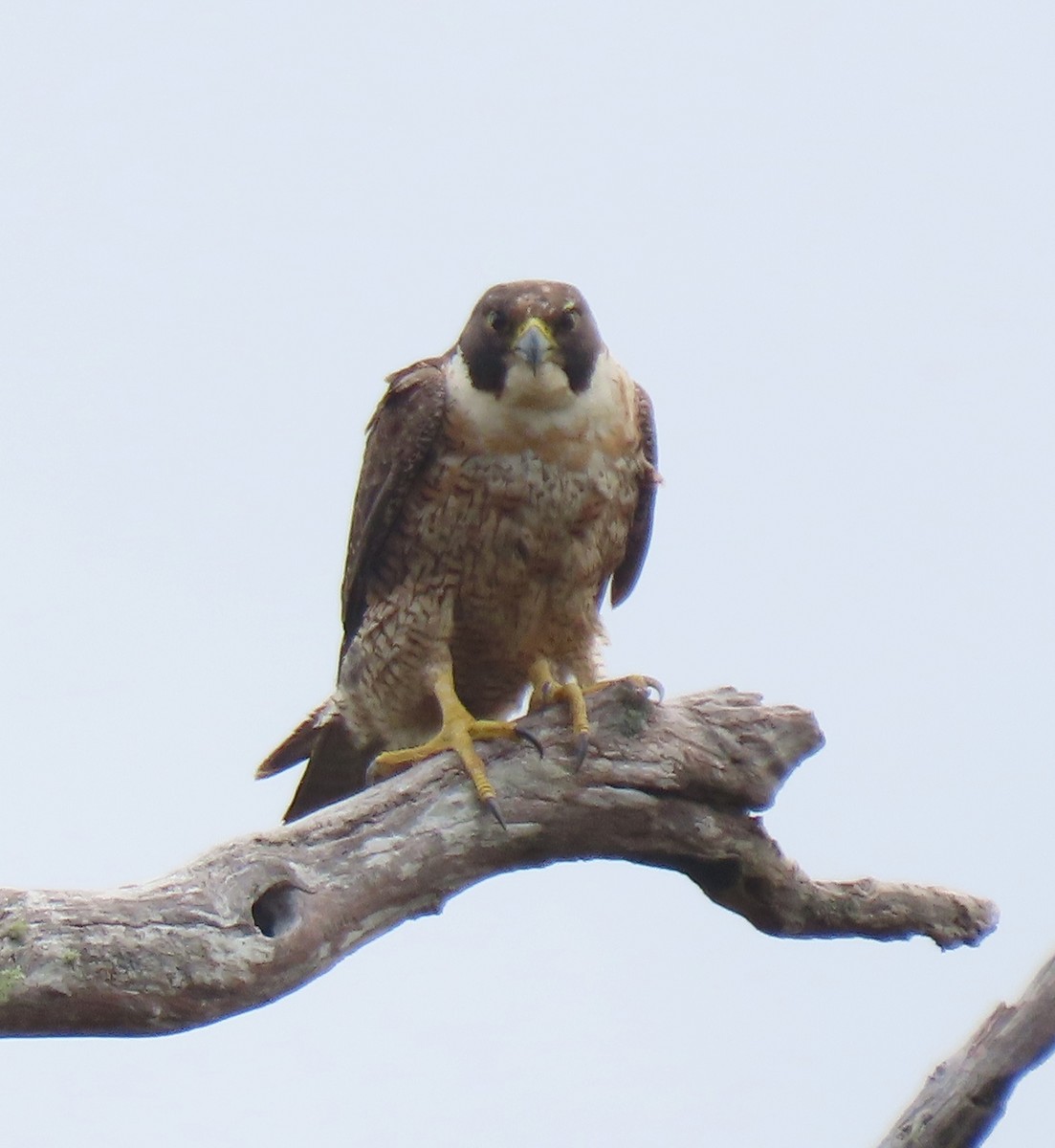 Peregrine Falcon - ML645828388