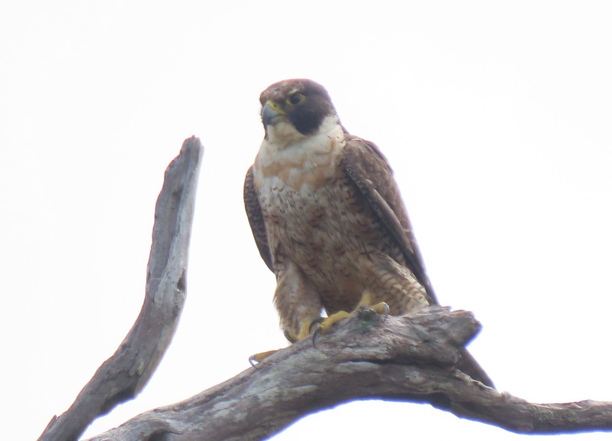 Peregrine Falcon - ML645828389