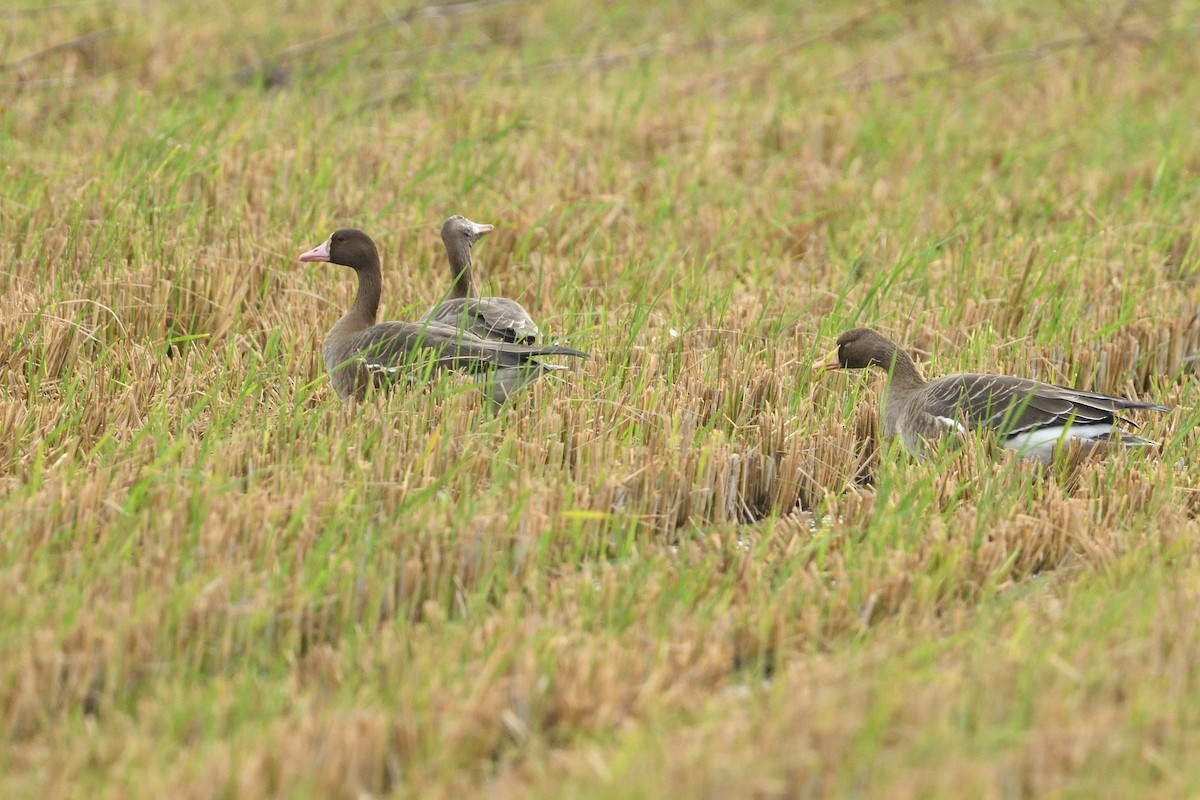 Greater White-fronted Goose - ML645828390