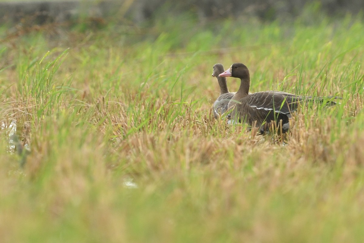 Greater White-fronted Goose - ML645828391