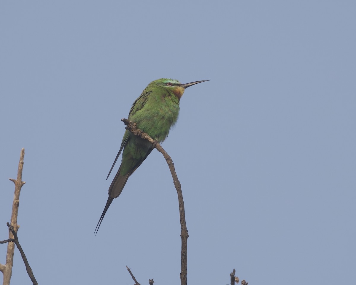 Blue-cheeked Bee-eater - ML645828392