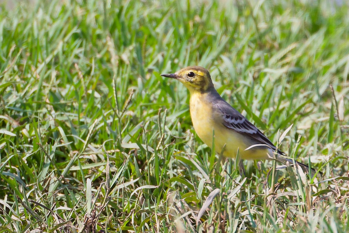 Citrine Wagtail - ML645828393