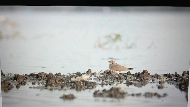 Red-necked Phalarope - ML645828394