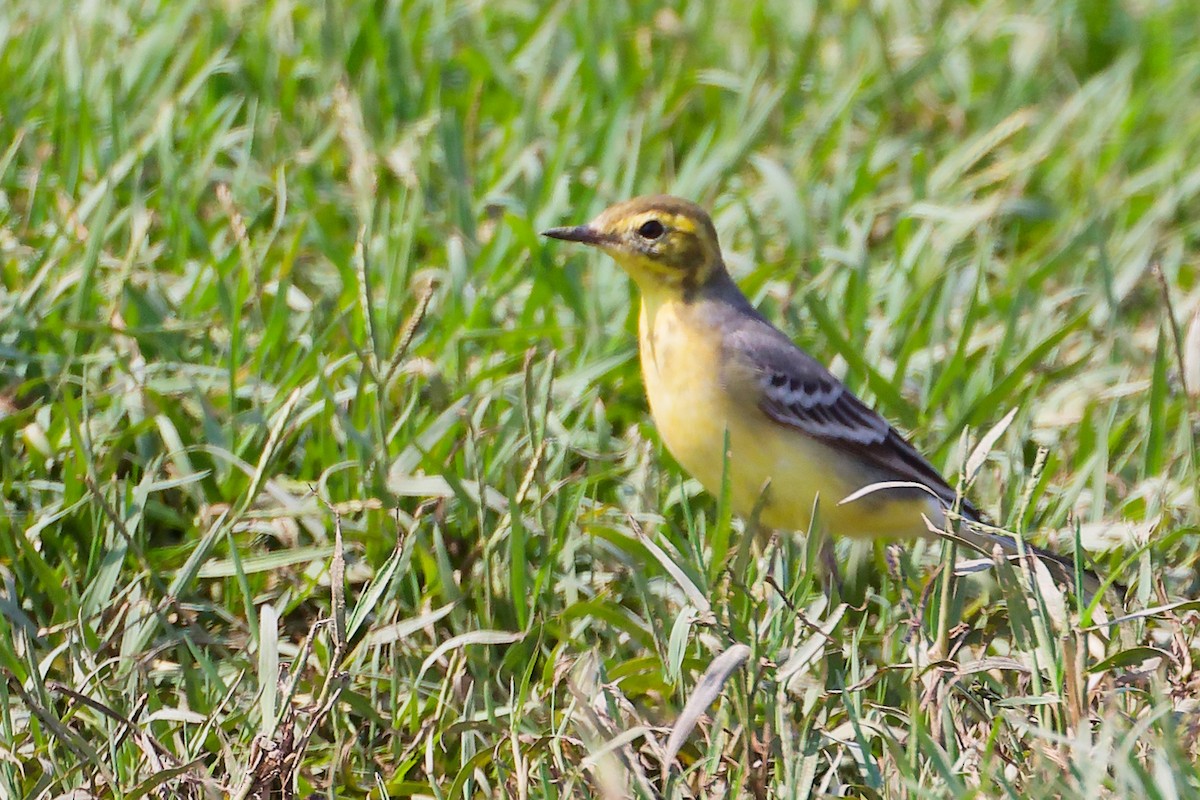 Citrine Wagtail - ML645828395