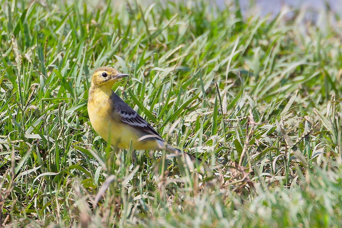 Citrine Wagtail - ML645828396
