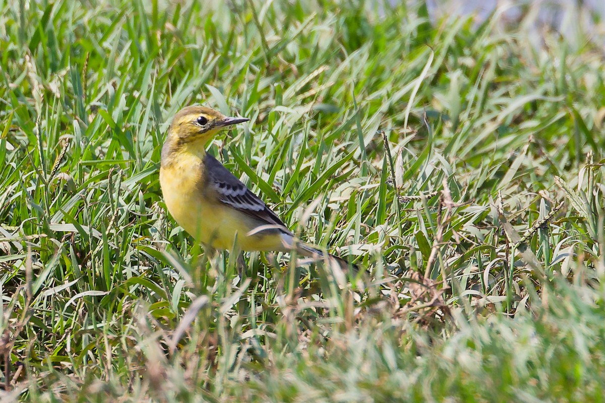 Citrine Wagtail - ML645828397