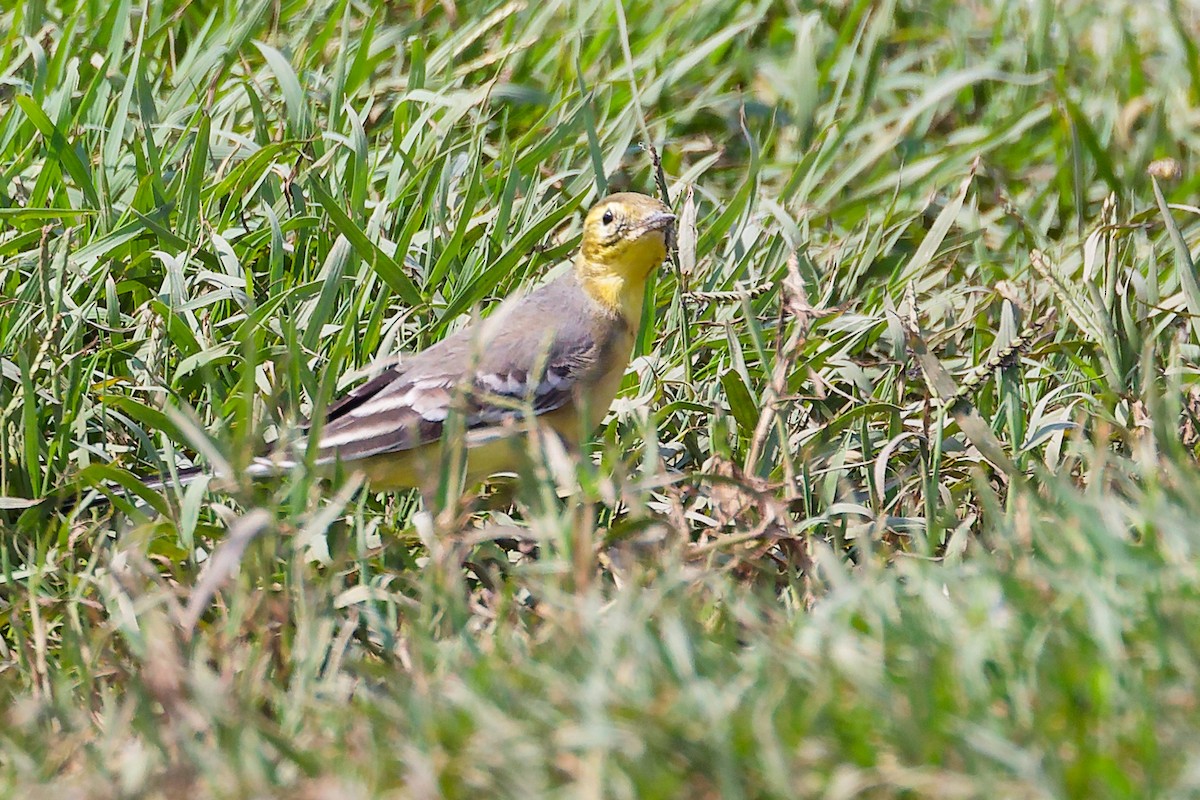 Citrine Wagtail - ML645828398