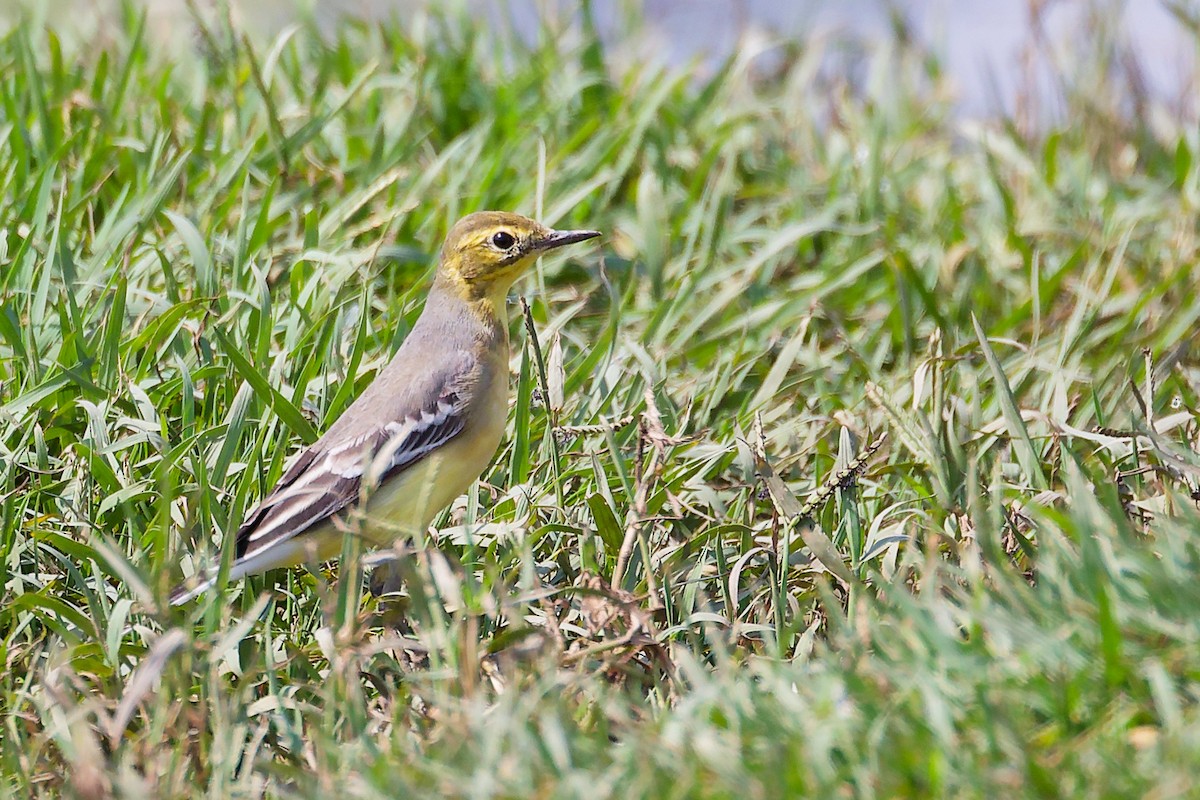 Citrine Wagtail - ML645828408