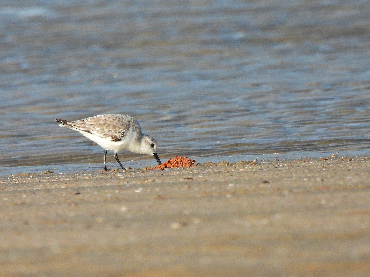 Sanderling - ML645828411