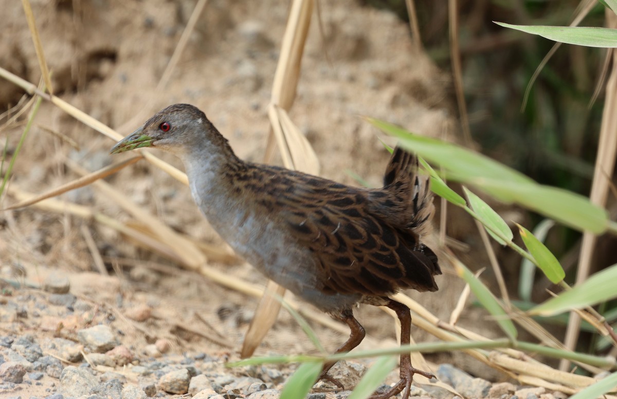 Ash-throated Crake - ML645828412